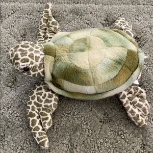 Cute turtle
